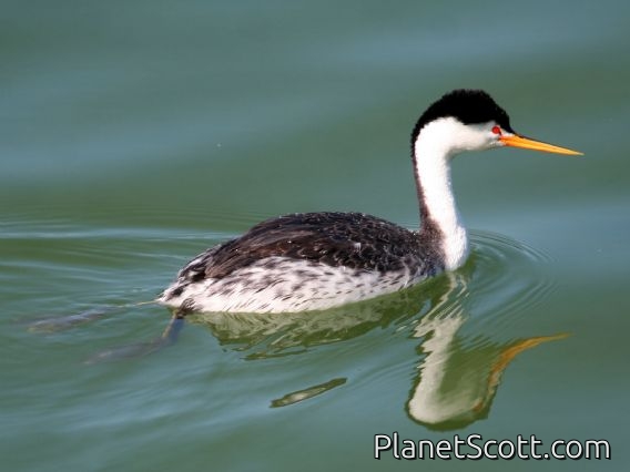 Clark's Grebe (Aechmophorus clarkii)