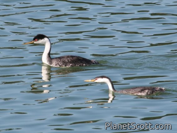 Western Grebe (Aechmophorus occidentalis) Adult and Juvenile