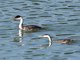 Western Grebe (Aechmophorus occidentalis) Adult and Juvenile