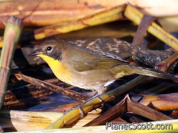 Common Yellowthroat (Geothlypis trichas) 1st Year Male