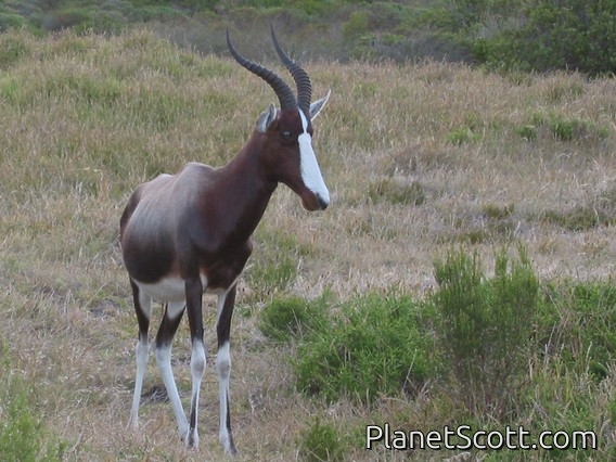 Images for South Africa