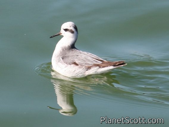 Red Phalarope (Phalaropus fulicaria)