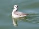 Red Phalarope (Phalaropus fulicaria)