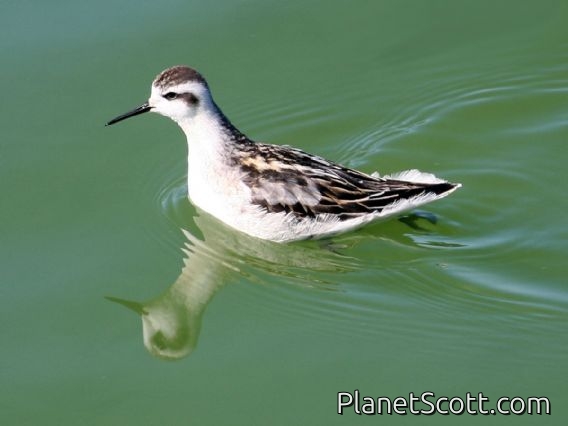 Red-necked Phalarope (Phalaropus lobatus)
