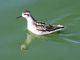 Red-necked Phalarope (Phalaropus lobatus) 