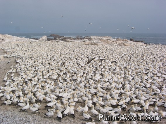 Cape Gannet Colony, South Africa