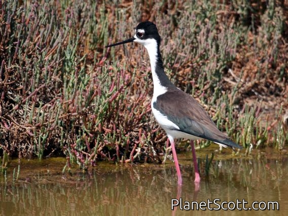 Black-necked Stilt (Himantopus mexicanus)