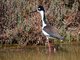 Black-necked Stilt (Himantopus mexicanus)