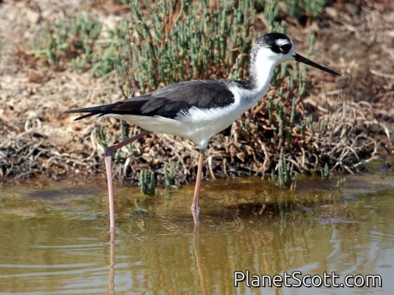 Black-necked Stilt (Himantopus mexicanus) Juvenile