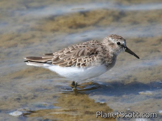 Least Sandpiper (Calidris minutilla) September