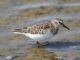 Least Sandpiper (Calidris minutilla) September 
