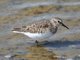 Least Sandpiper (Calidris minutilla) September
