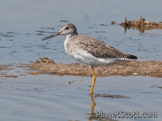 Greater Yellowlegs (Tringa melanoleuca)