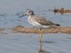 Greater Yellowlegs (Tringa melanoleuca)
