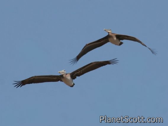 Brown Pelican (Pelecanus occidentalis) In Flight