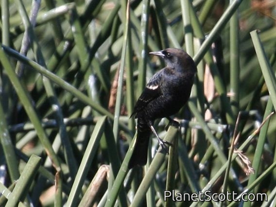 Tricolored Blackbird (Agelaius tricolor)