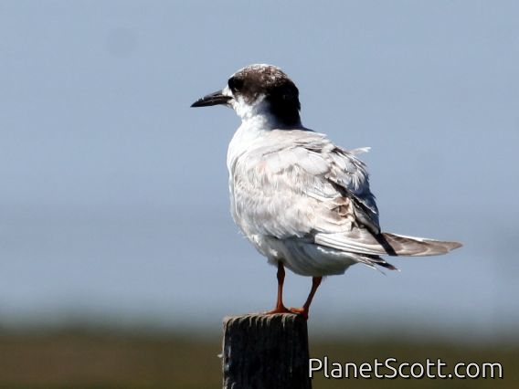 Forster's Tern (Sterna forsteri)
