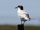 Forster's Tern (Sterna forsteri)