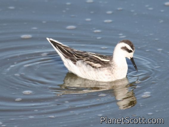 Red-necked Phalarope (Phalaropus lobatus)
