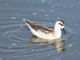 Red-necked Phalarope (Phalaropus lobatus) 