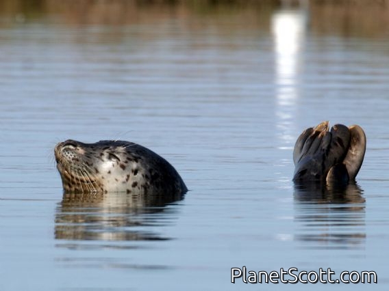 harbor seal (Phoca vitulina)