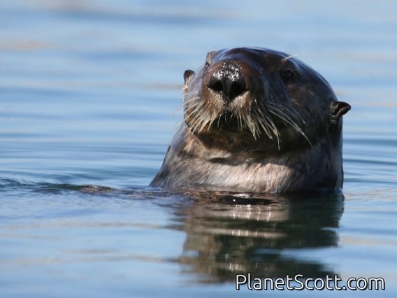 sea otter (Enhydra lutris)