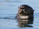 sea otter (Enhydra lutris)