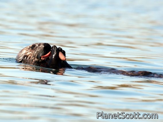 sea otter (Enhydra lutris)