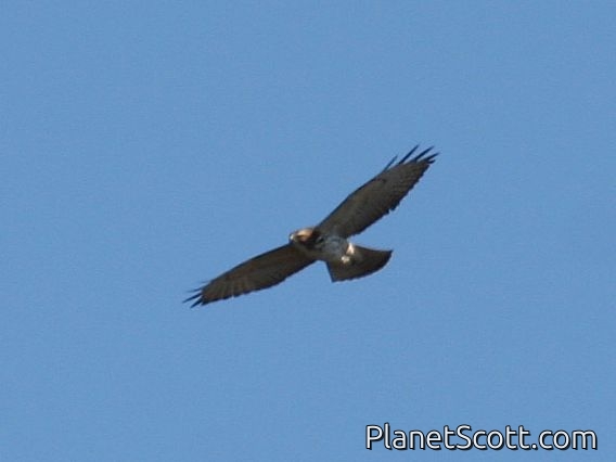 Broad-winged Hawk (Buteo platypterus) Juvenile