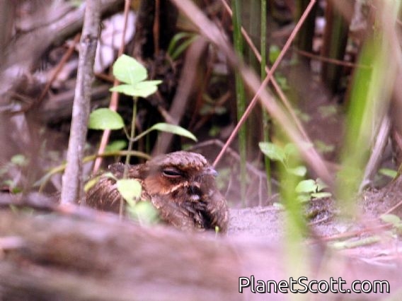 Pauraque (Nyctidromus albicollis)