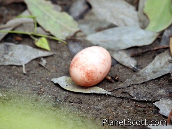 Pauraque (Nyctidromus albicollis) Nest