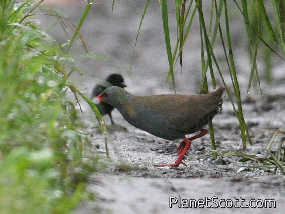 Paint-billed Crake (Mustelirallus erythrops)