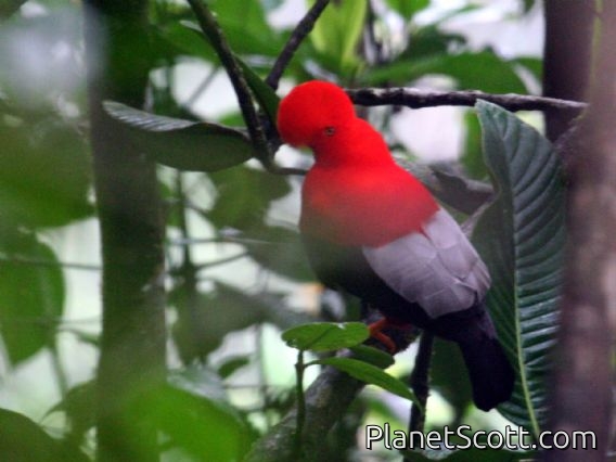 Andean Cock-of-the-rock (Rupicola peruviana) Western Male