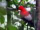 Andean Cock-of-the-rock (Rupicola peruviana) Western Male