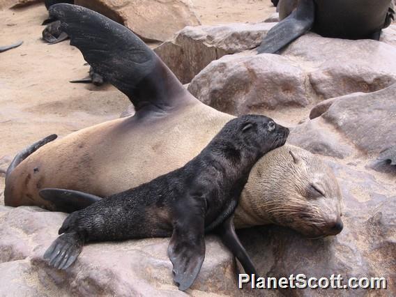 South African Fur Seal (Arctocephalus pusillus)