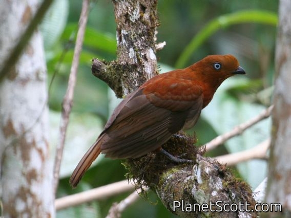 Andean Cock-of-the-rock (Rupicola peruviana) Eastern Female