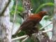 Andean Cock-of-the-rock (Rupicola peruviana) Eastern Female