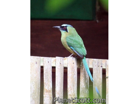 Blue-crowned Motmot (Momotus momota)