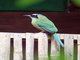 Blue-crowned Motmot (Momotus momota)