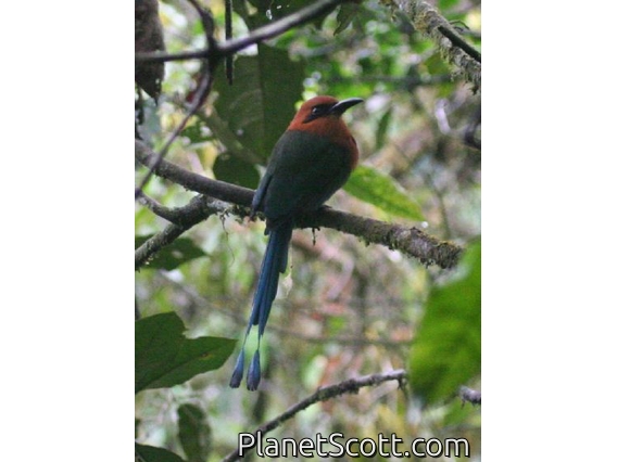 Broad-billed Motmot (Electron platyrhynchum)