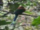 Broad-billed Motmot (Electron platyrhynchum)
