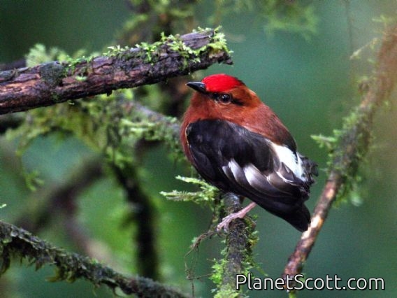 Club-winged Manakin (Machaeropterus deliciosus) Male