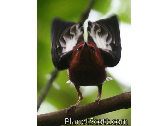 Club-winged Manakin (Machaeropterus deliciosus) Male Displaying