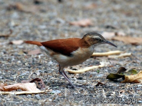 Pacific Hornero (Furnarius cinnamomeus)