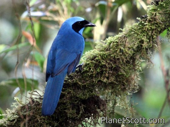 Turquoise Jay (Cyanolyca turcosa)
