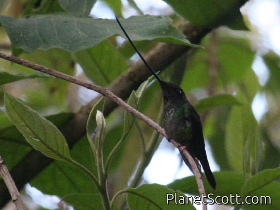 Sword-billed Hummingbird (Ensifera ensifera)