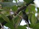 Sword-billed Hummingbird (Ensifera ensifera)