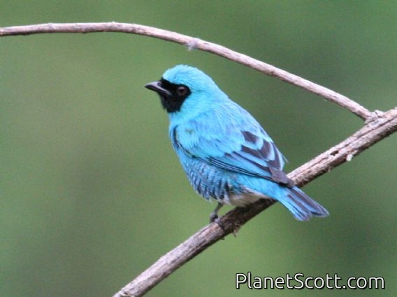 Swallow Tanager (Tersina viridis) Male
