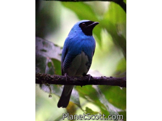 Swallow Tanager (Tersina viridis) Male