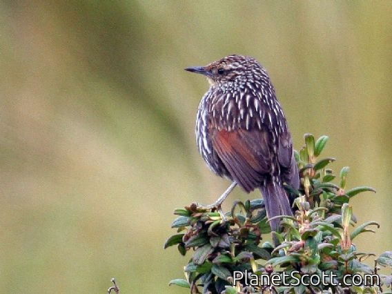 Many-striped Canastero (Asthenes flammulata)